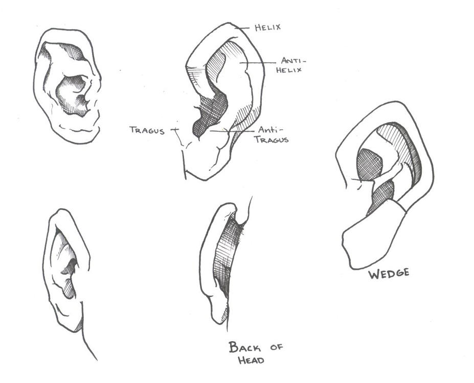 Ear Study by Sariel367 on DeviantArt