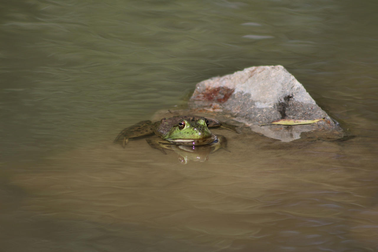 Froggy Rock by Slinky-M on DeviantArt