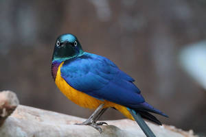 Golden-breasted Starling