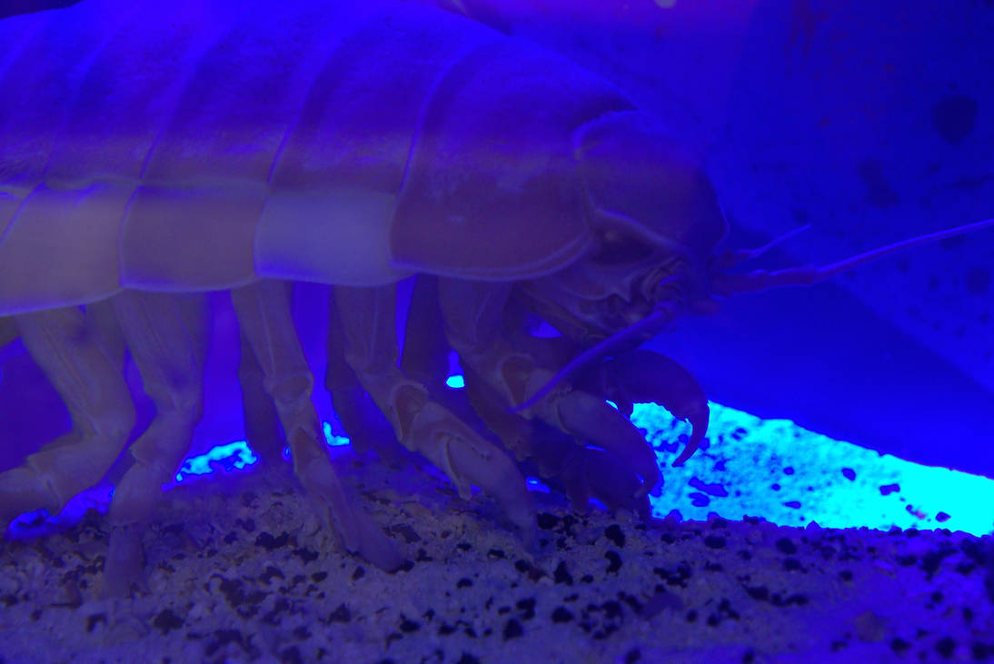 Giant Isopod by Slinky-M on DeviantArt