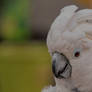 Cockatoo