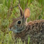 Lagomorpha