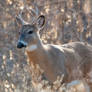 Young Odocoileus