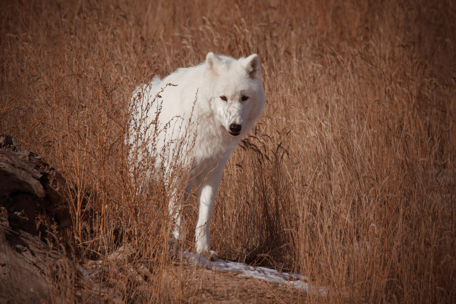 Primus Pilus by Slinky-M on DeviantArt