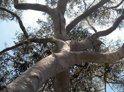 Stock - Tree Branches