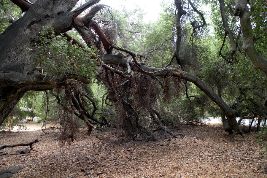 Stock - Tree Stock by phatpuppy on DeviantArt