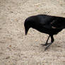 Stock Crow