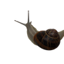 Snail PNG Two