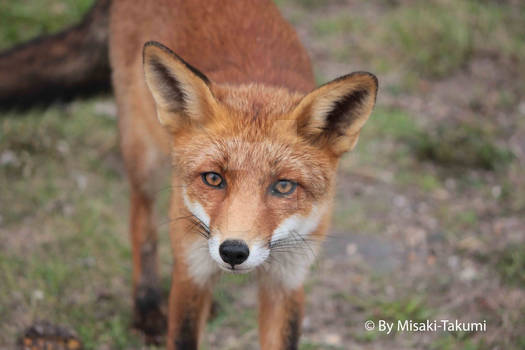 Curious Fox