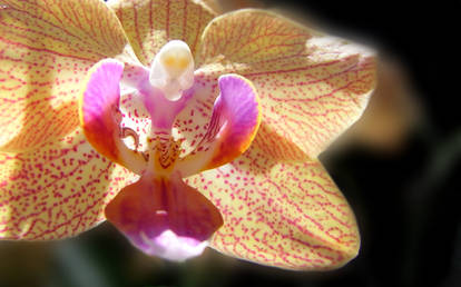 orchid