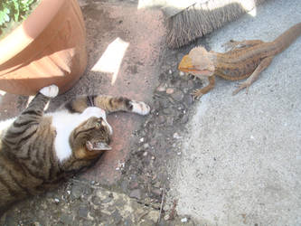 bearded dragon and cat playing