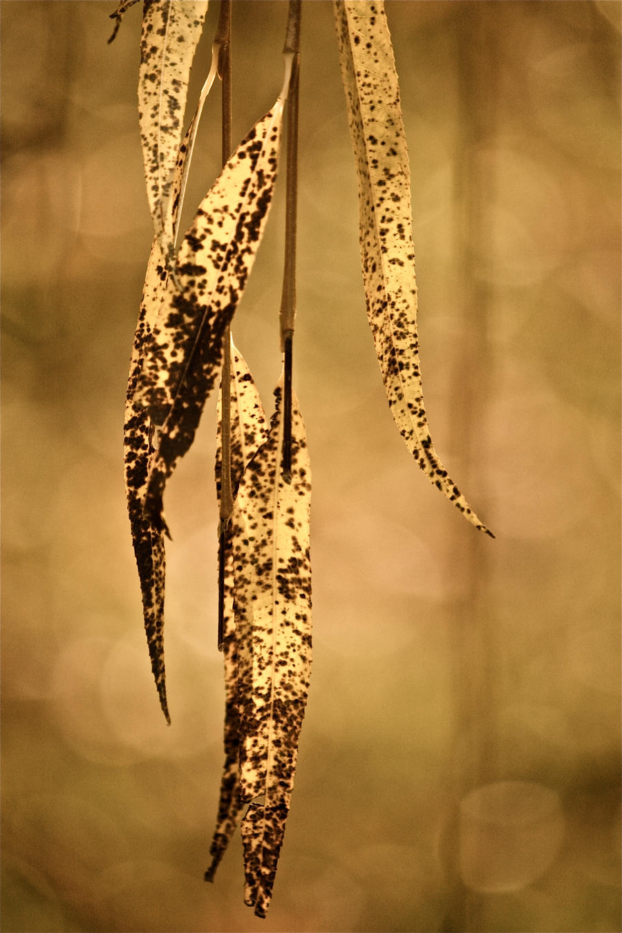 Willow Leaves