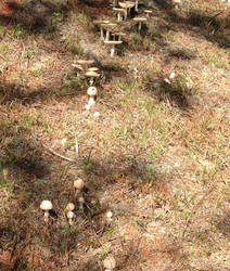 Marching Mushrooms