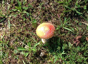 Agaric