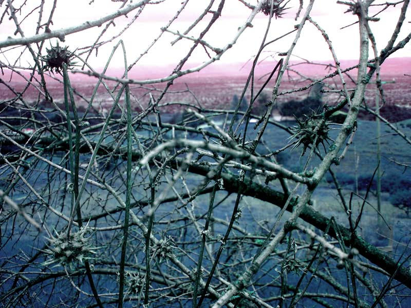 Fsol Background FSOL tree by terpsichorean on DeviantArt