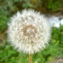 Dandelion