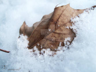 Frozen leaf