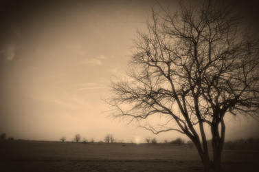 Trees 1