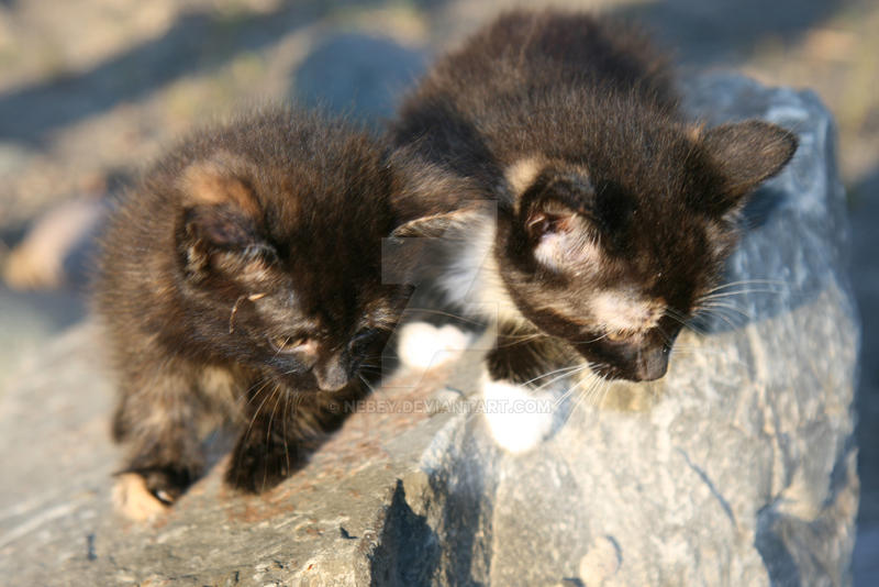 Kittens