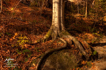 HDR Your Roots are Showing 2