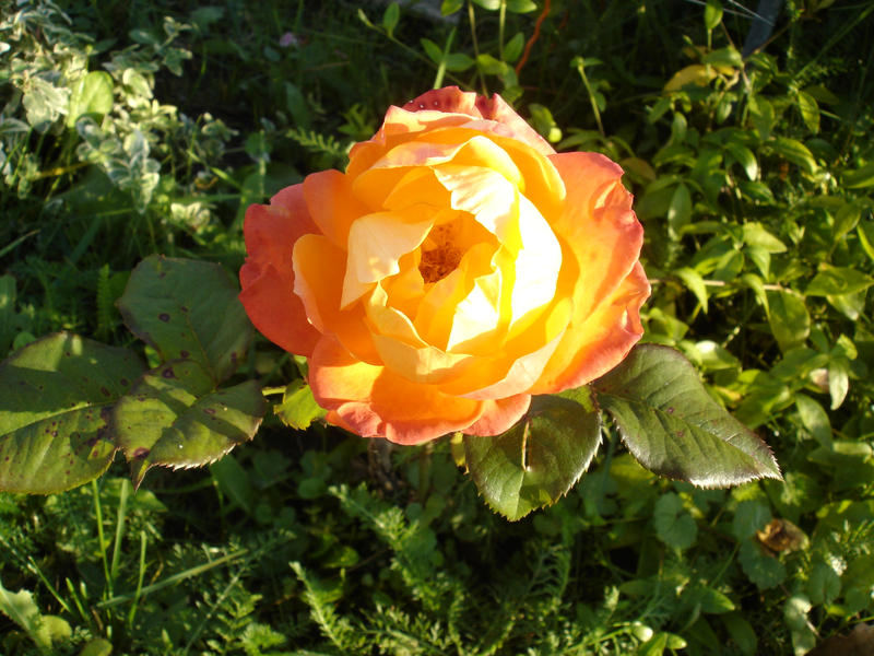 Orange Rose