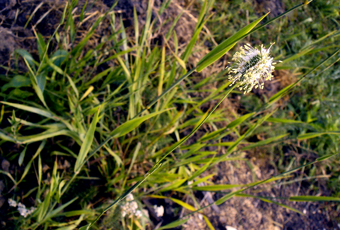 Lone plants