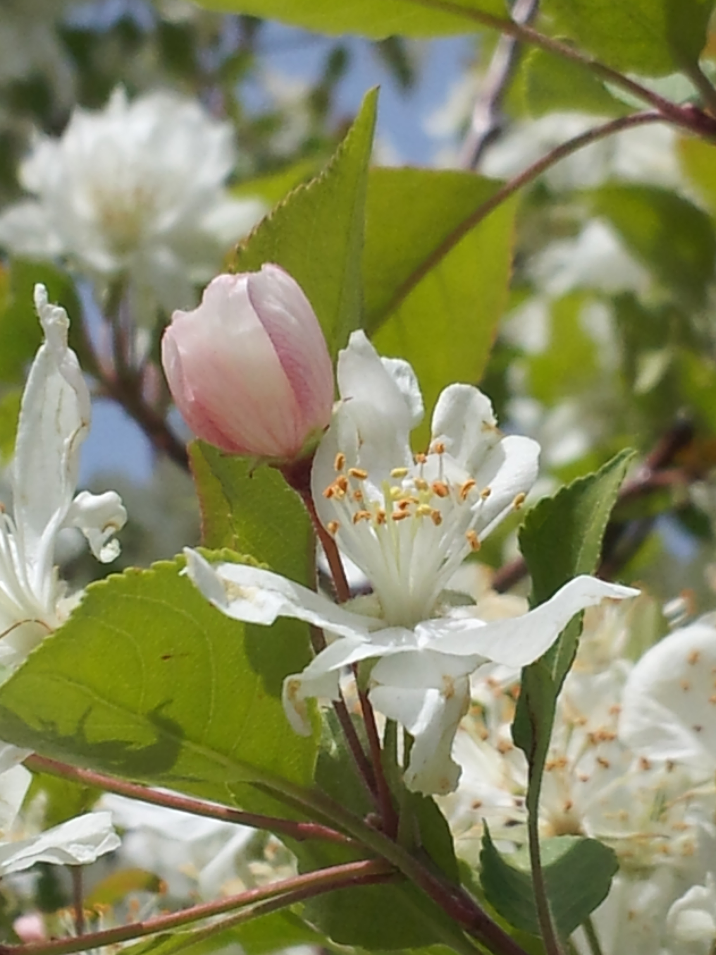 Blossoms