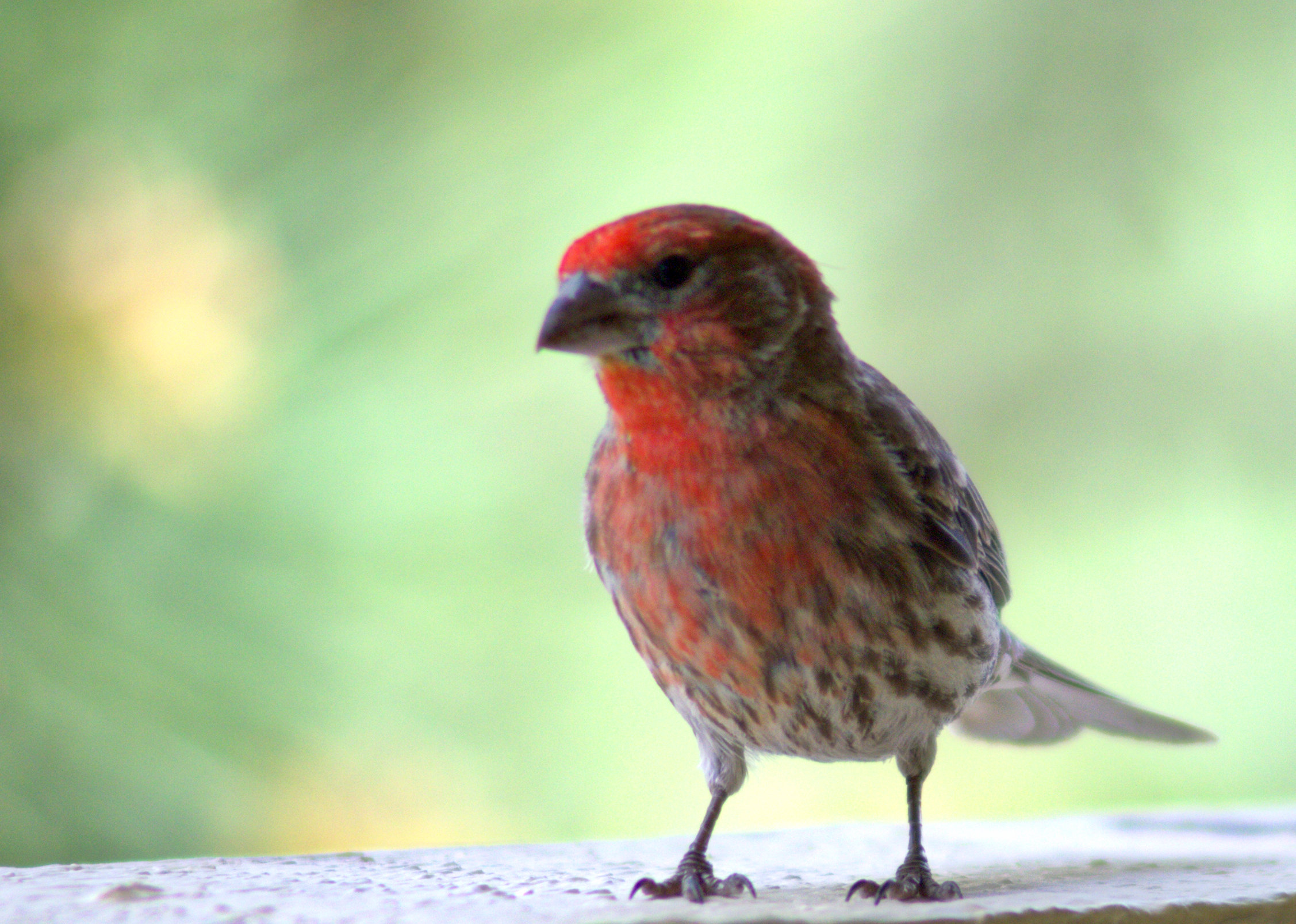 Red Headed Finch IV