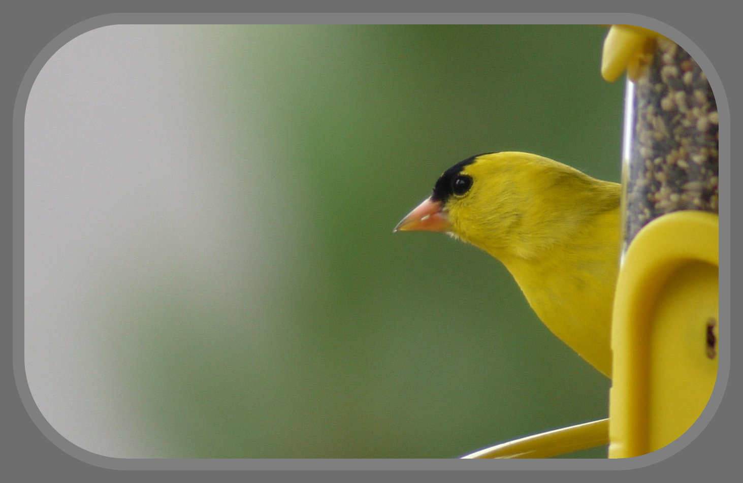 Wild Canary