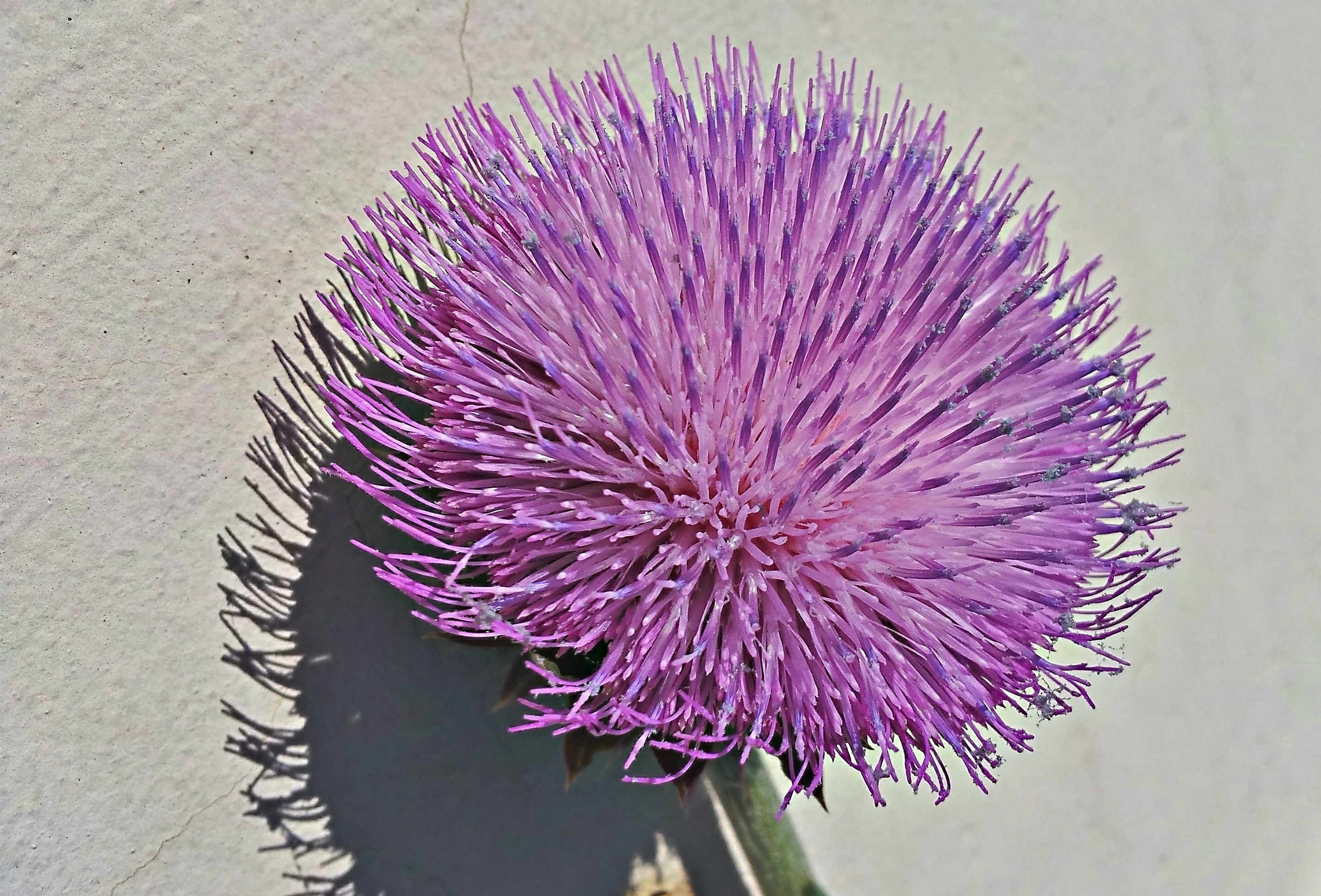 Thistle Flower