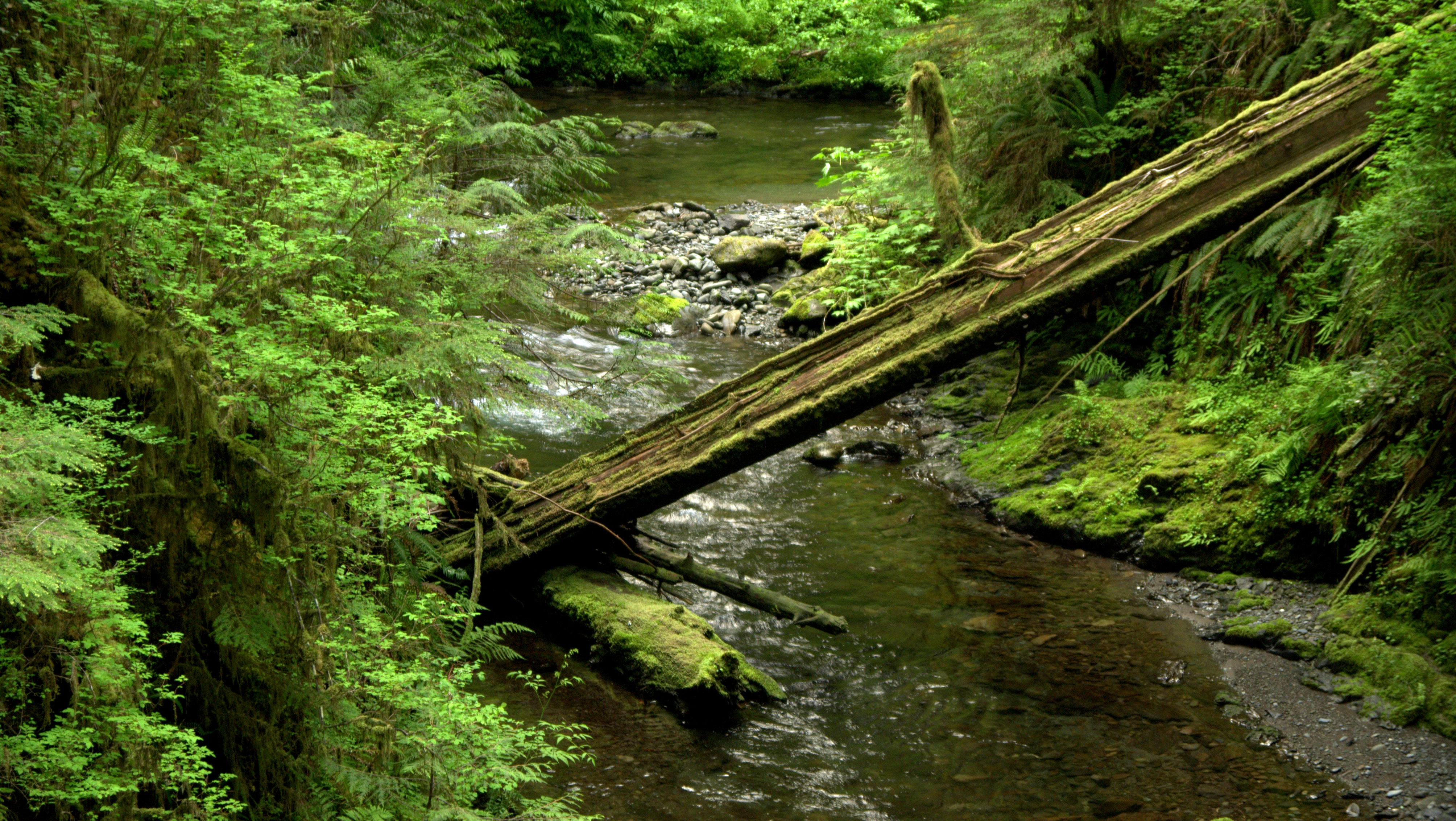 Quinault Rain Forest, Olympic Peninsula, Wa.