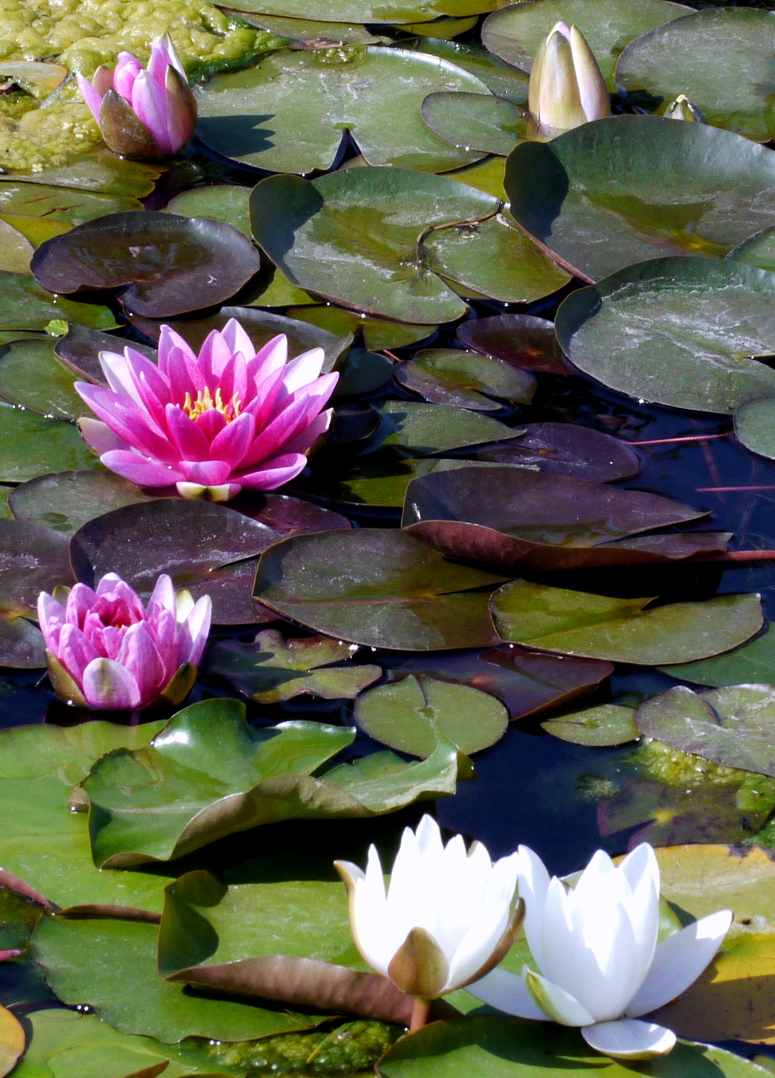 Water Lilies II