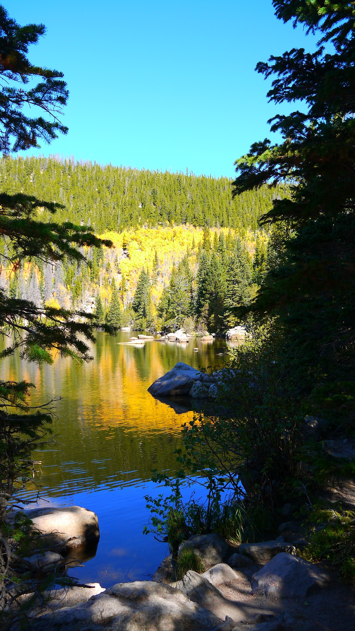 Aspens I, Bear Lake, Rocky Mountain National Park.