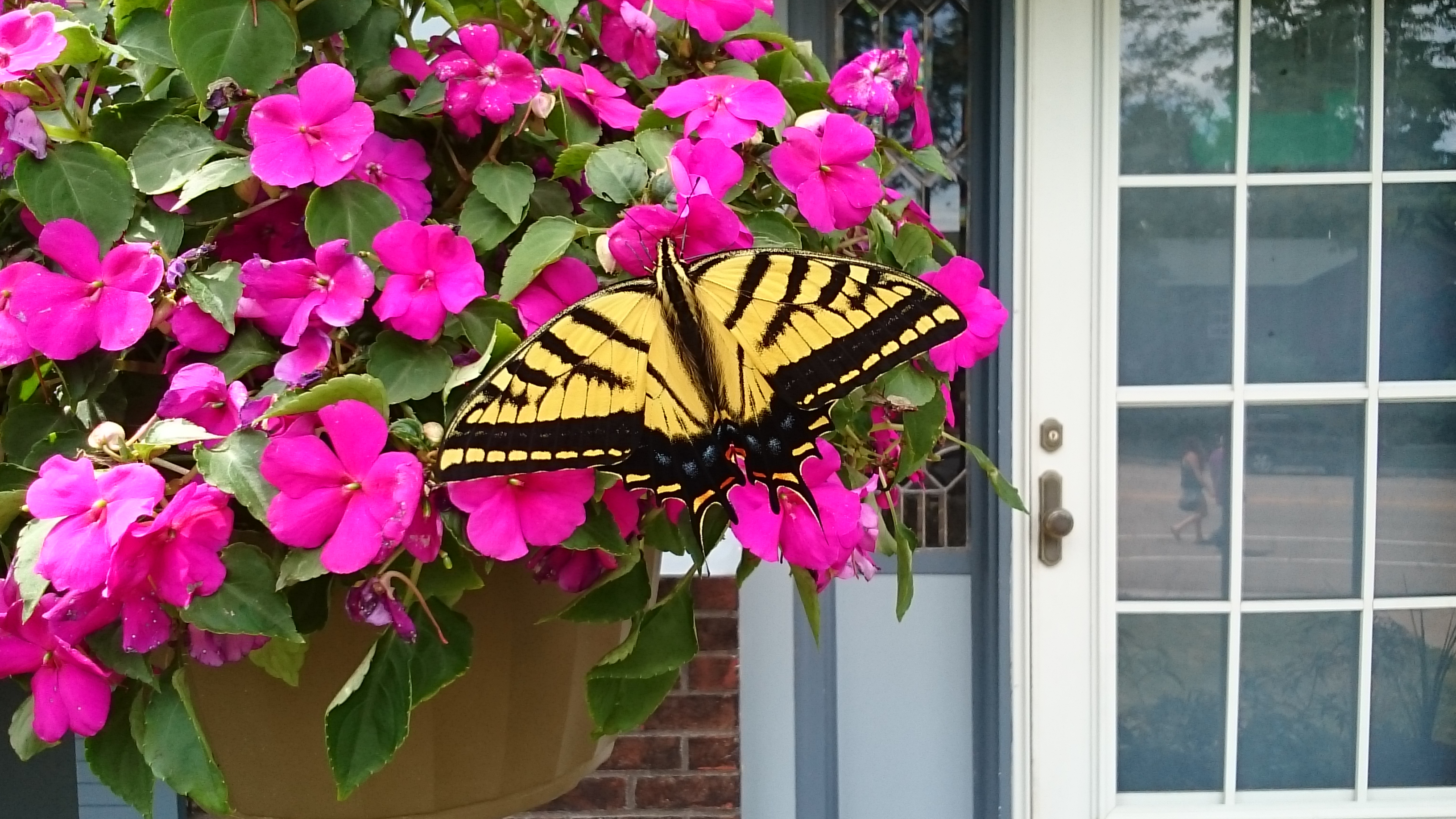 Swallowtail Butterfly