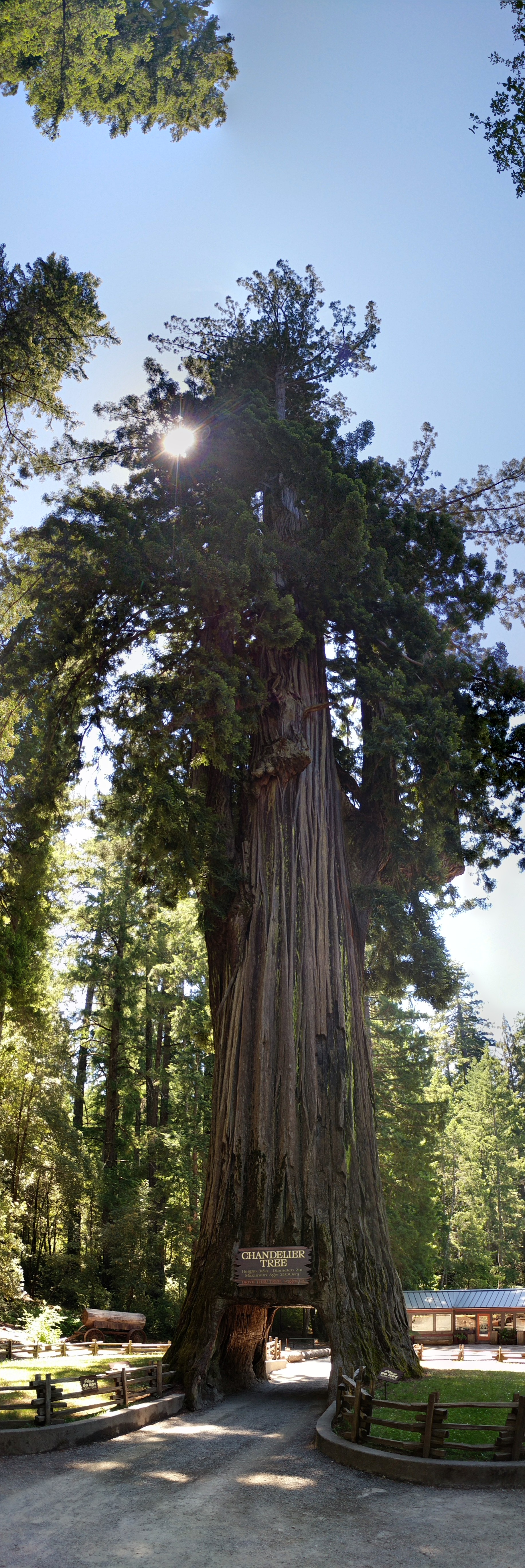 Chandelier Drive Through Tree