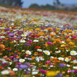 Field Of Wildfowers