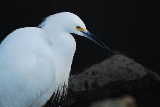 Egret