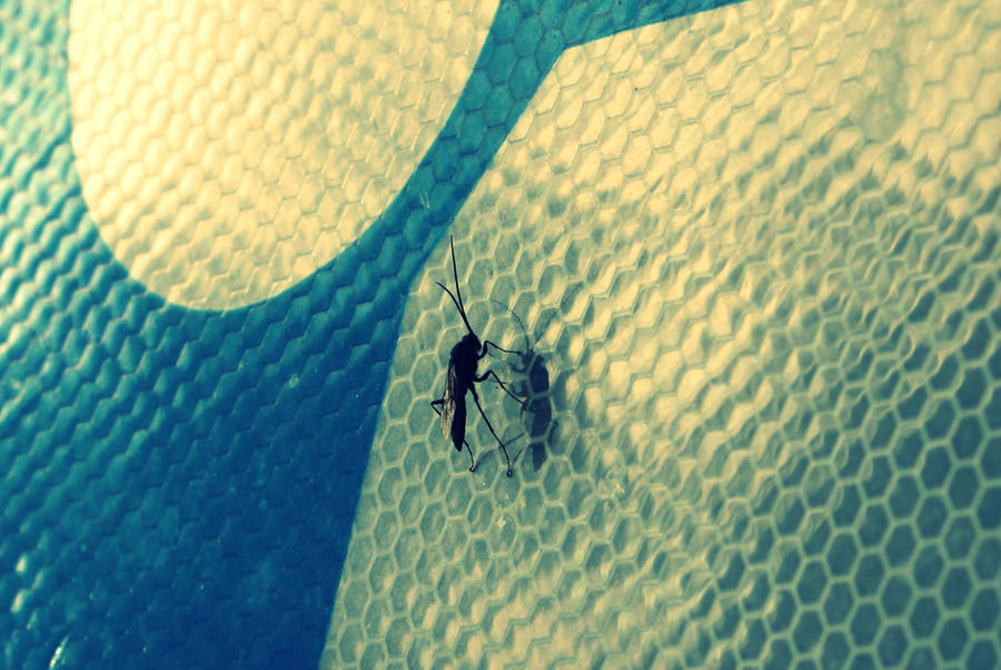 Deviantart Insect Love Insect by photography-love on DeviantArt