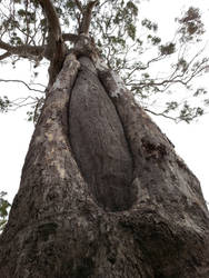 Canoe Tree