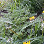 obligatory 'i got a new camera' photo of flowers