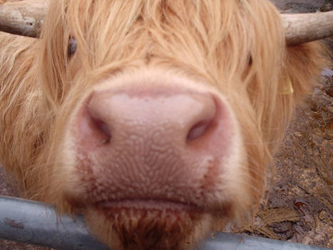 Cow