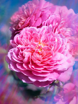 Trentham Gardens 25 - 02