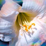 Trentham Gardens 25 - 06