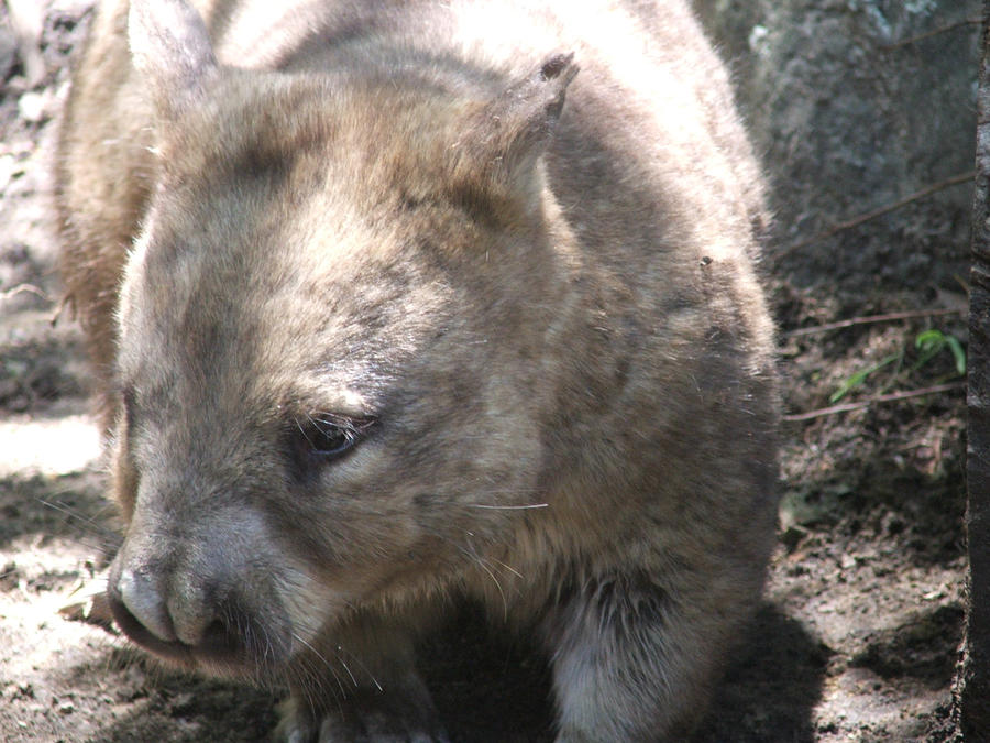 Wally Wombat