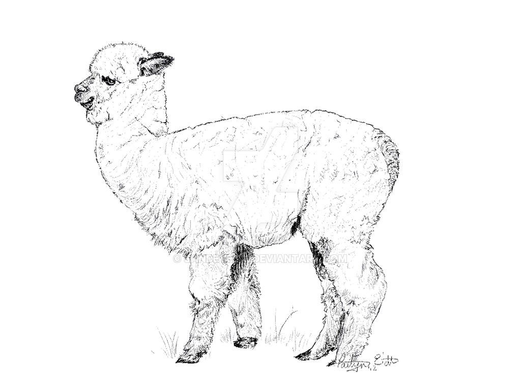 Buri Sketch