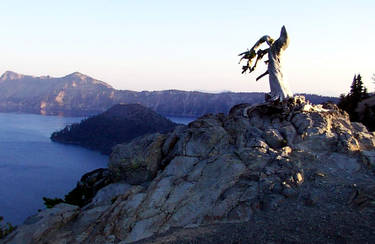 Twisted Tree at Crater Lake