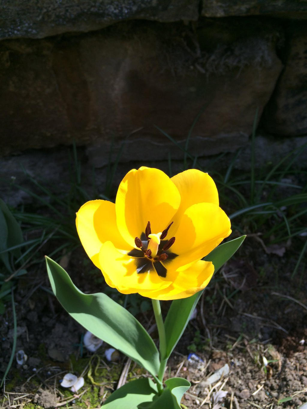 Yellow tulip 