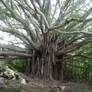 Banyan Tree 4