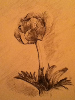 Flower Sketch