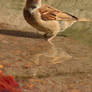 Bathing